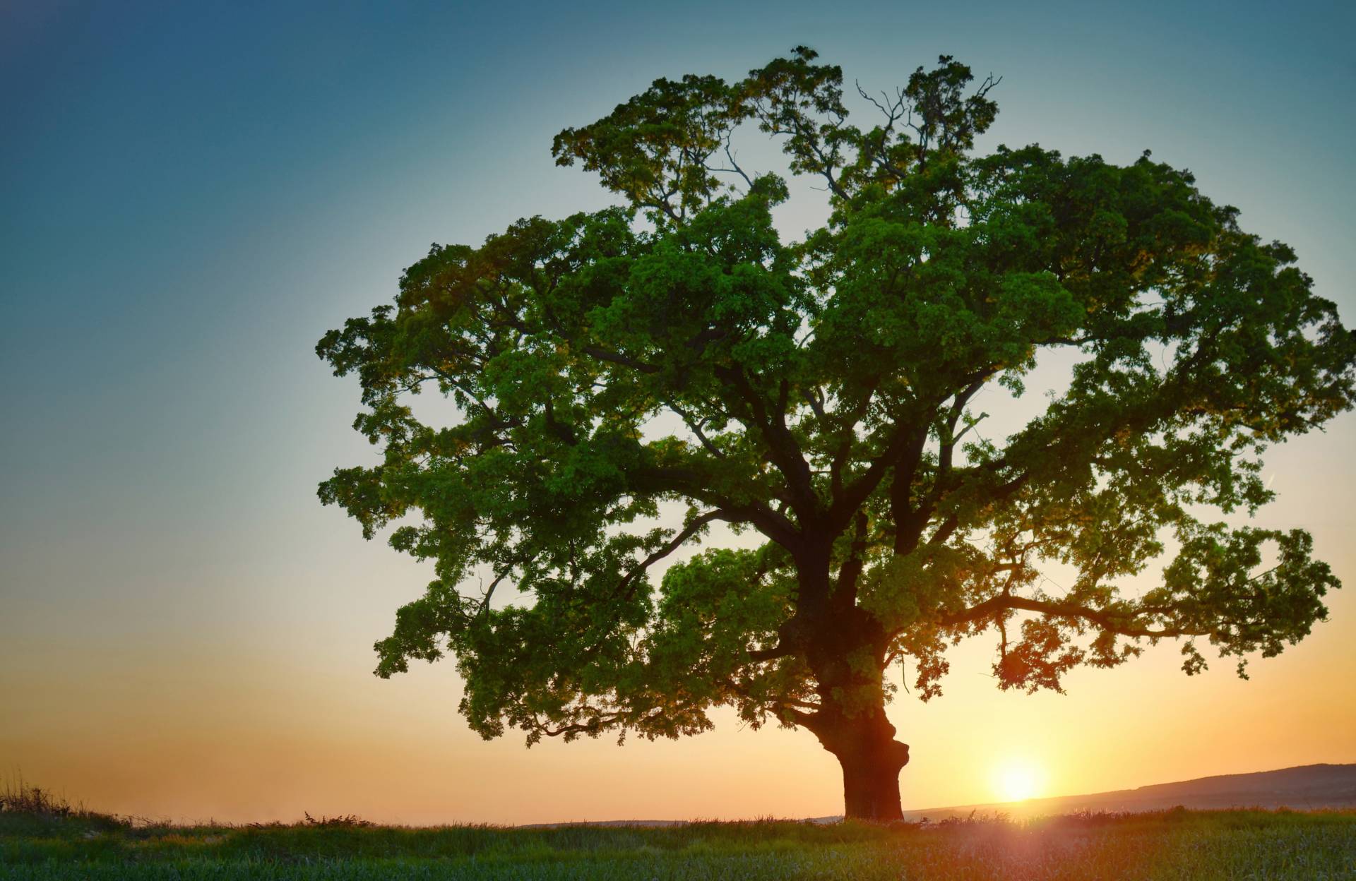 Papermoon Fototapete "BAUM-NATUR LANDSCHAFT HERBST WALD BÄUME SONNENUNTERGANG" von Papermoon