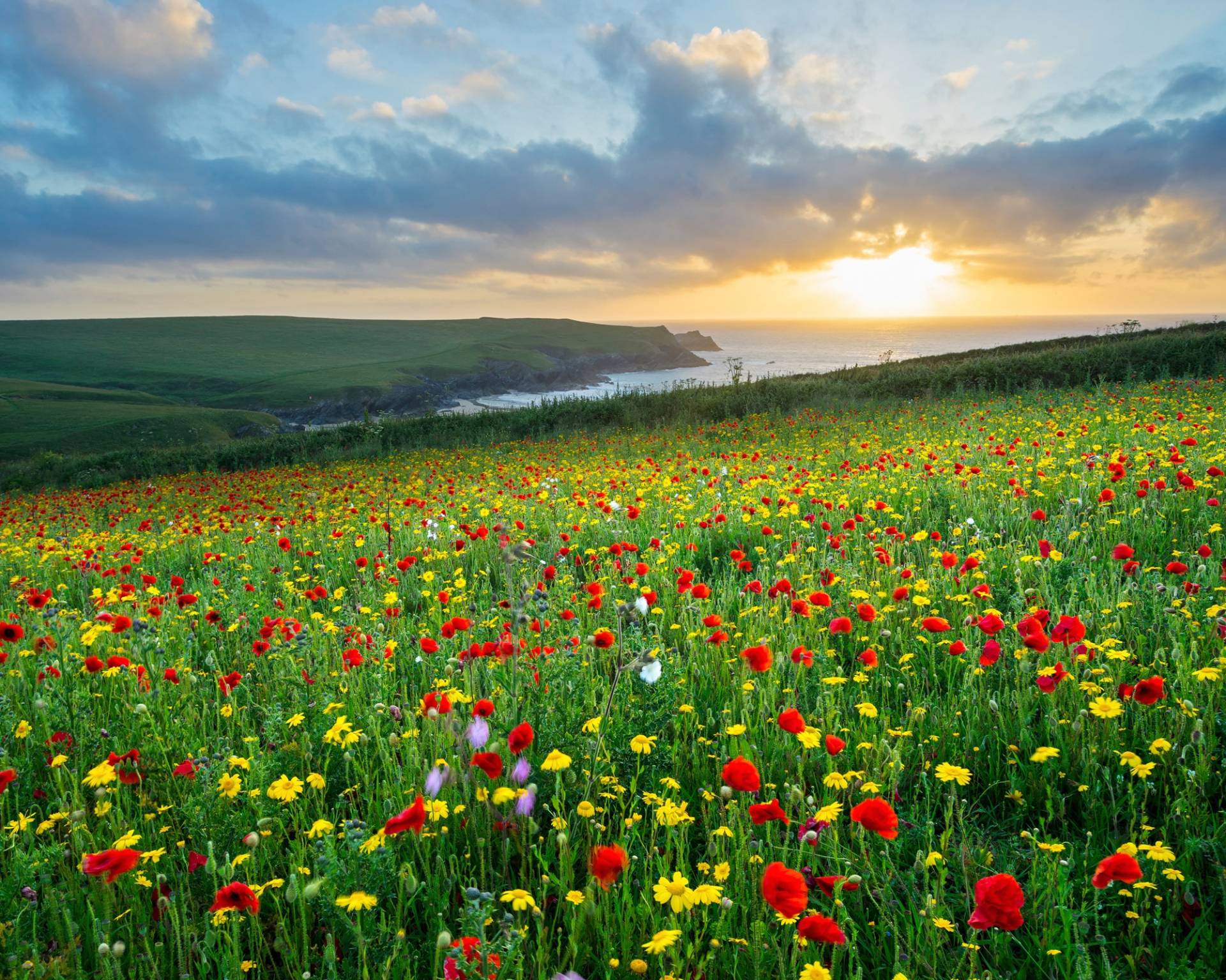 Papermoon Fototapete "BLUMEN-WIESE-MOHN FELD CORNWALL MEER KÜSTE SONNE WOLKEN" von Papermoon