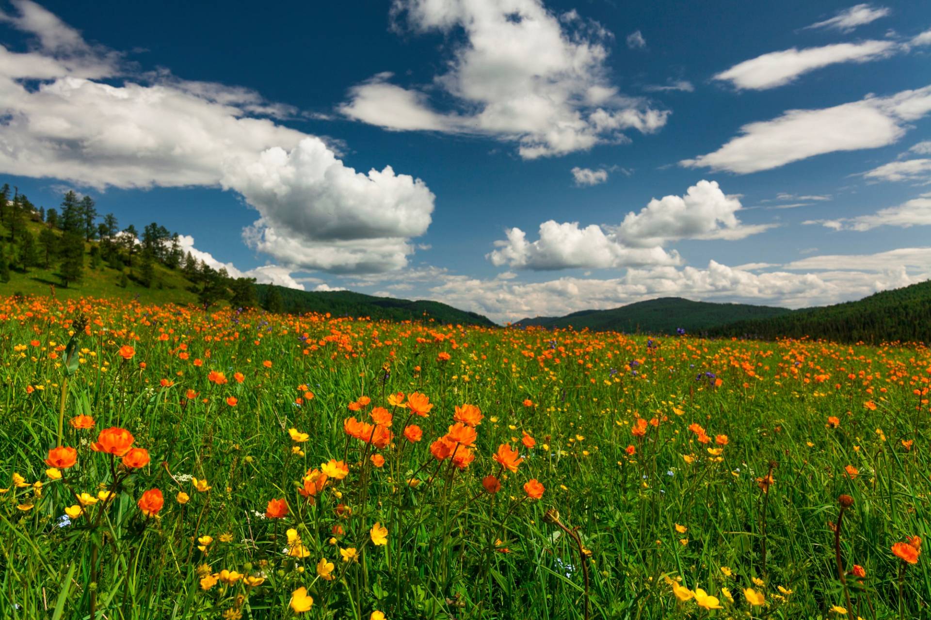 Papermoon Fototapete "BLUMEN-WIESE-TROLLBLUMEN GEBIRGE WALD FELD WOLKEN SONNE" von Papermoon