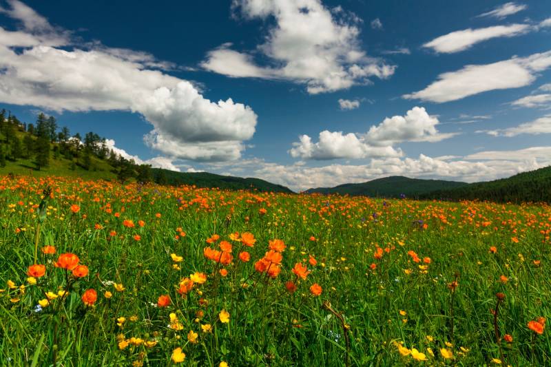 Papermoon Fototapete "BLUMEN-WIESE-TROLLBLUMEN GEBIRGE WALD FELD WOLKEN SONNE" von Papermoon