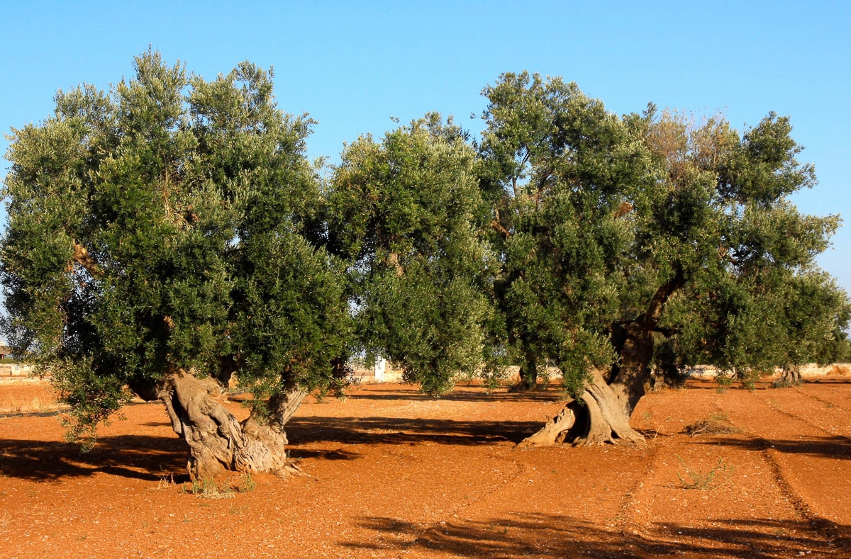 Papermoon Fototapete "Bäume in Landschaft" von Papermoon