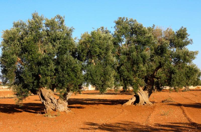 Papermoon Fototapete "Bäume in Landschaft" von Papermoon