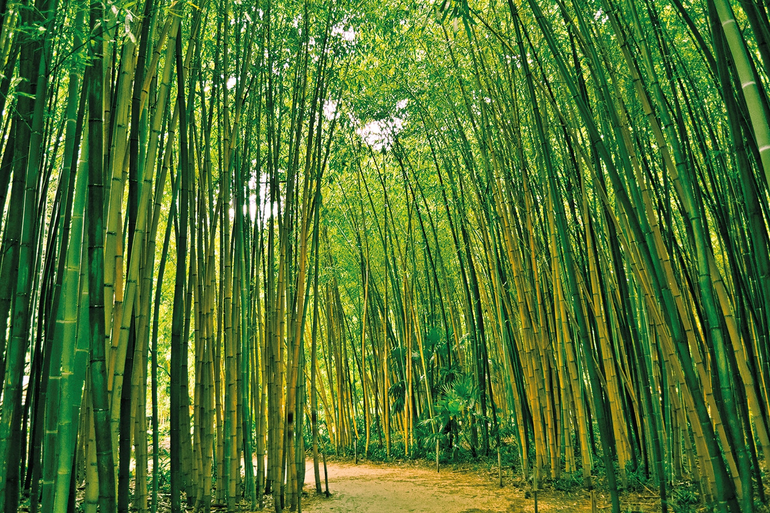 Papermoon Fototapete "Bamboo Forest" von Papermoon