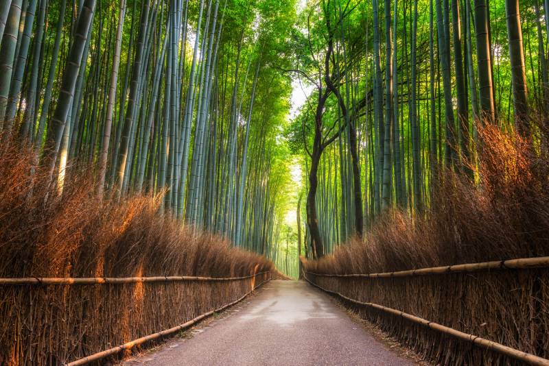 Papermoon Fototapete "Bamboo Grove of Kyoto" glatt von Papermoon