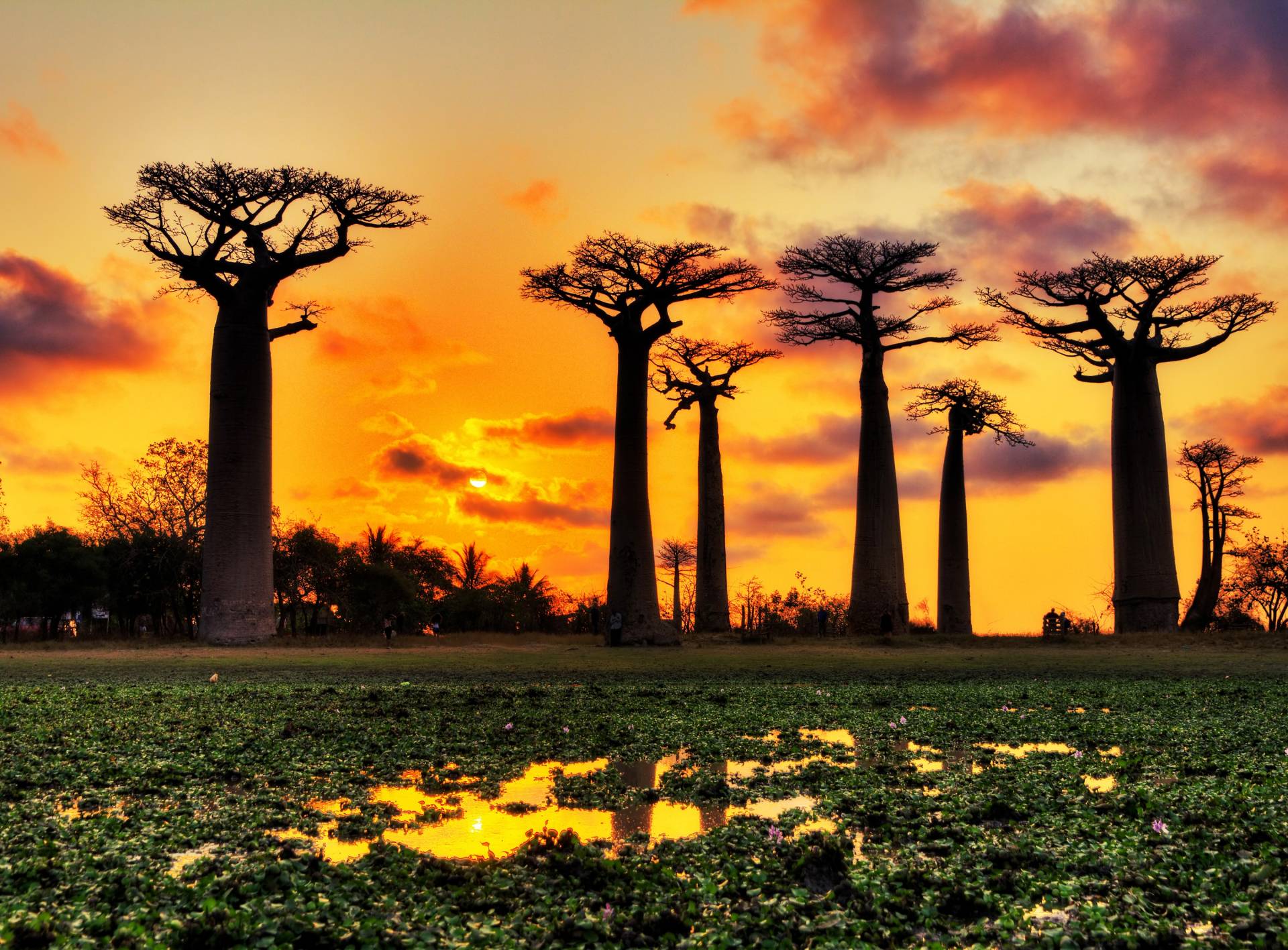 Papermoon Fototapete "Baobabs Trees African Sunset" glatt von Papermoon