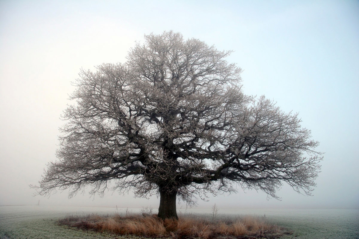 Papermoon Fototapete "Baum auf Insel" von Papermoon