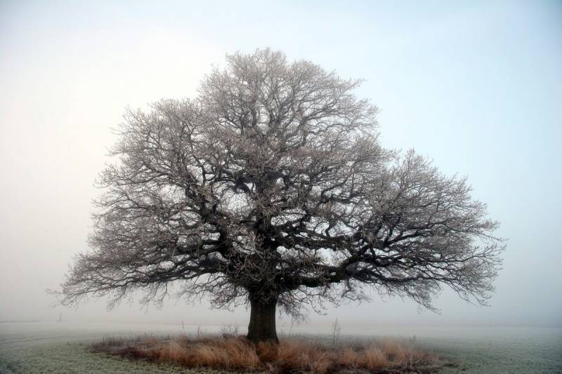 Papermoon Fototapete "Baum auf Insel" von Papermoon