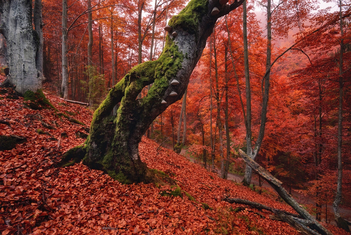 Papermoon Fototapete "Baum in Wald" von Papermoon