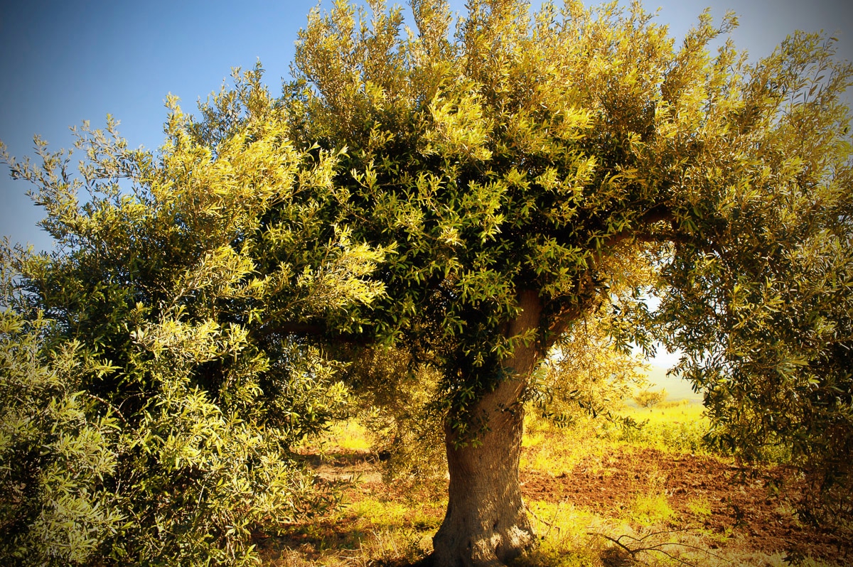 Papermoon Fototapete "Baum" von Papermoon