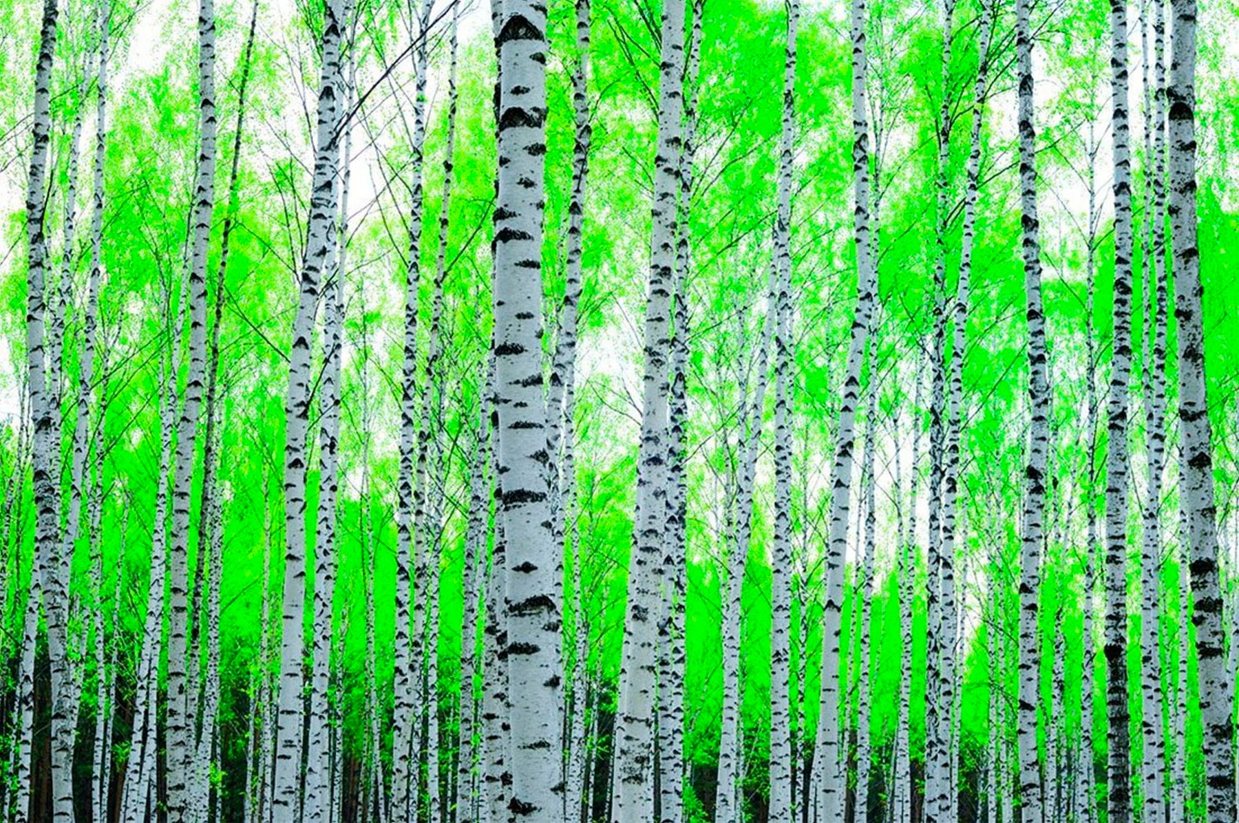 Papermoon Fototapete "Birch Forest" von Papermoon