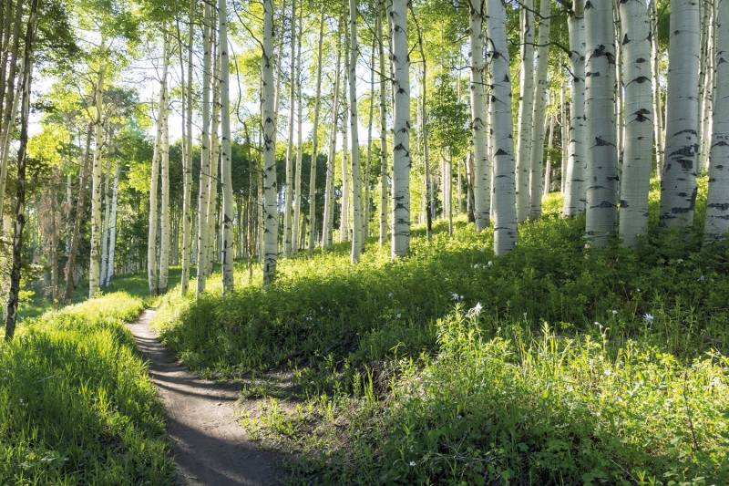 Papermoon Fototapete "Birch Hiking Trail" von Papermoon