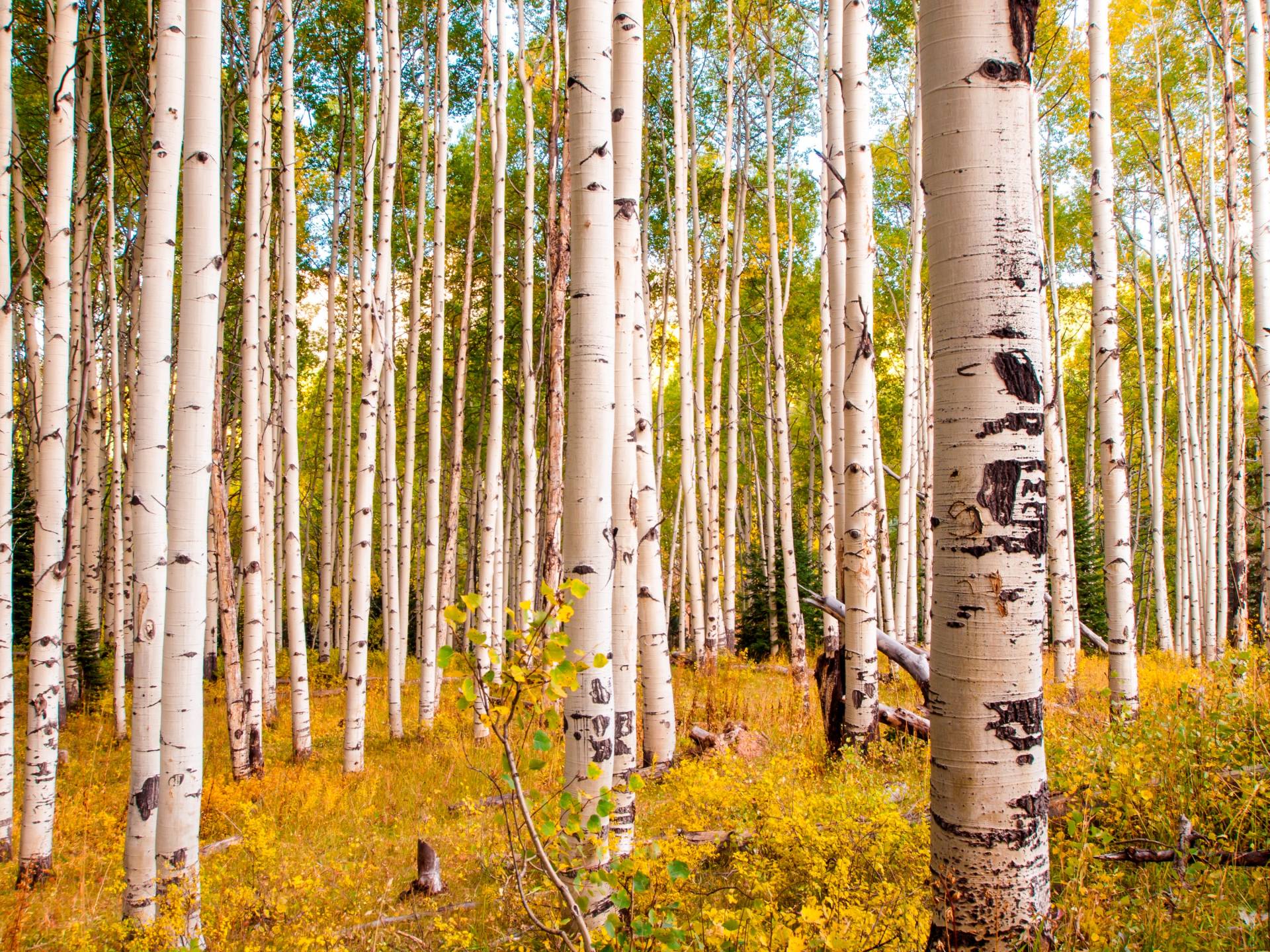 Papermoon Fototapete "Birches in Colorado Rocky Mountains" glatt von Papermoon