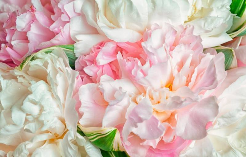 Papermoon Fototapete "Blooming Peonies" glatt von Papermoon