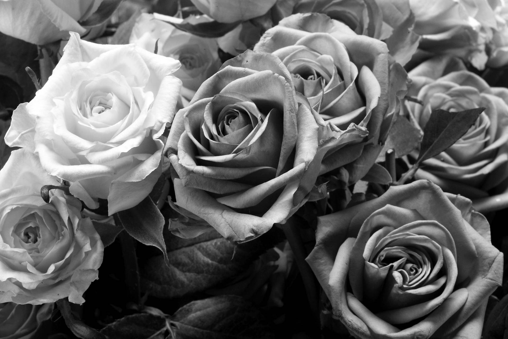 Papermoon Fototapete "Blume Schwarz & Weiß" von Papermoon