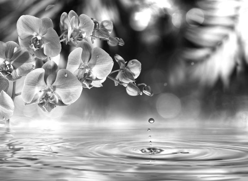 Papermoon Fototapete "Blume Schwarz & Weiß" von Papermoon