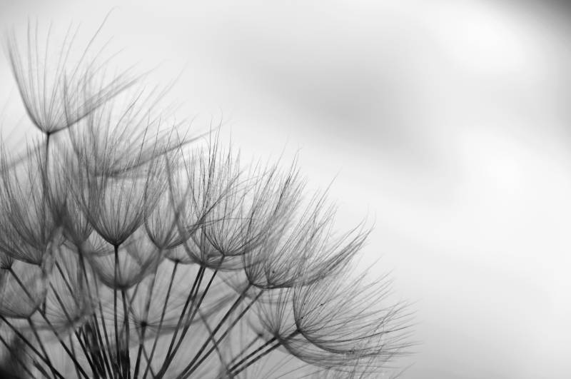 Papermoon Fototapete "Blumen Schwarz & Weiß" von Papermoon