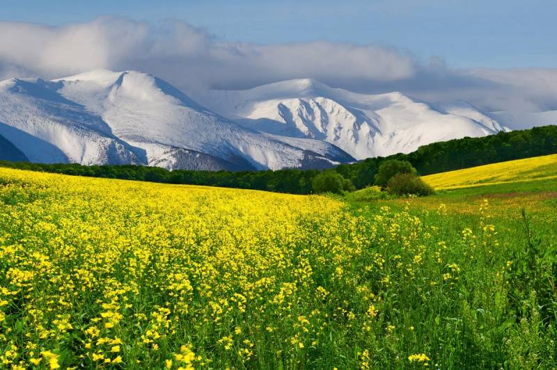 Papermoon Fototapete "Blumenwiese" von Papermoon