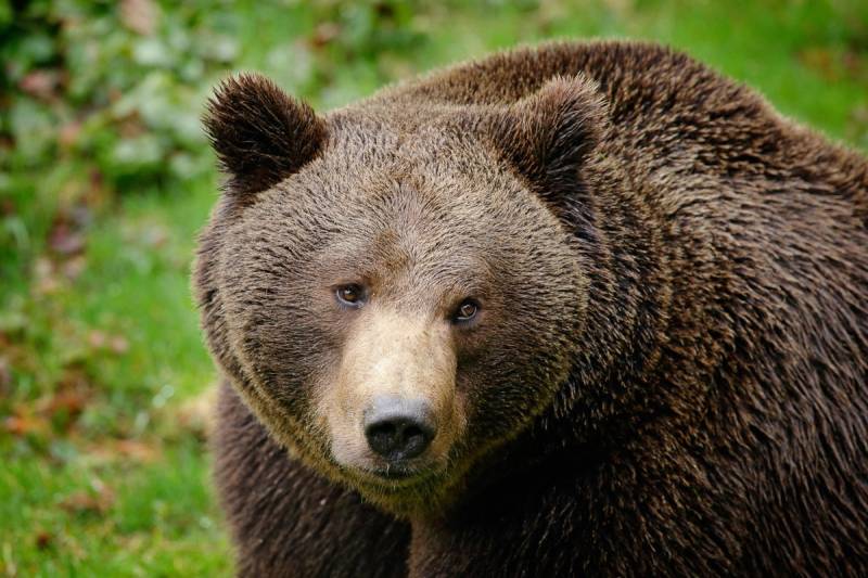 Papermoon Fototapete "Braunbär" von Papermoon