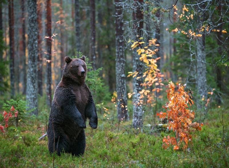Papermoon Fototapete "Brown Bear in Autumn Forest" glatt von Papermoon