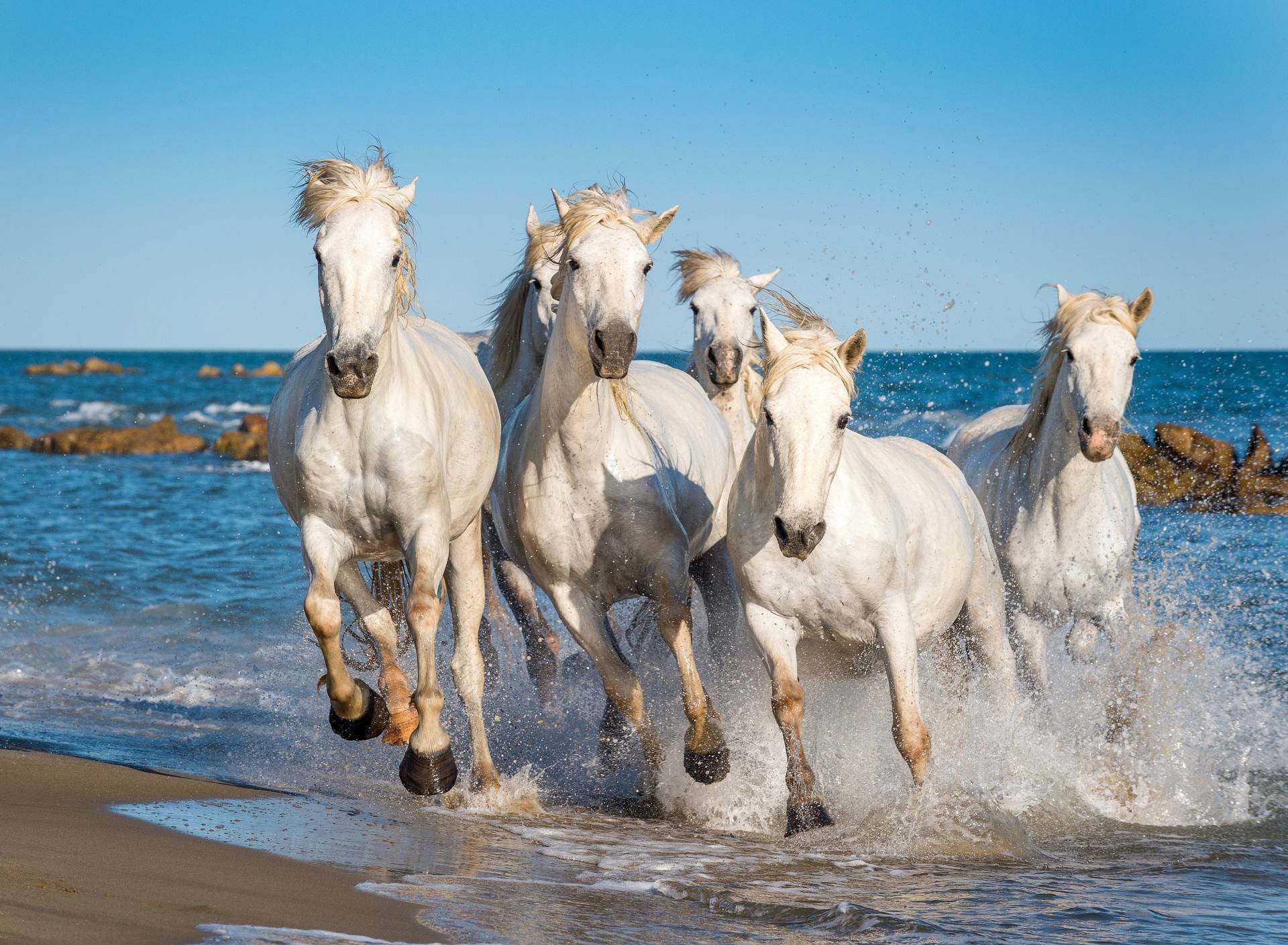 Papermoon Fototapete "Camargue Horses" von Papermoon