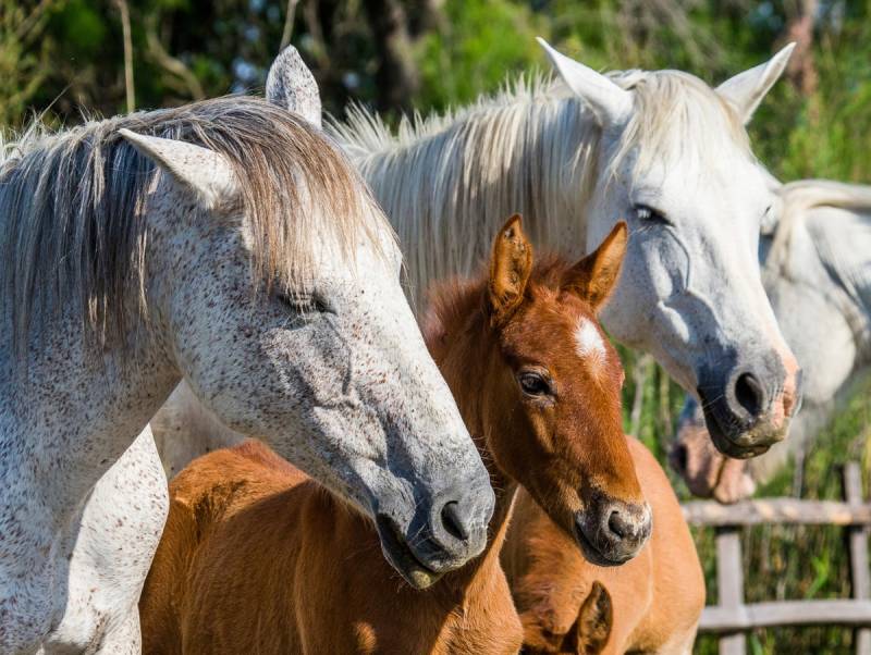 Papermoon Fototapete "Camargue-Pferdefohlen" von Papermoon