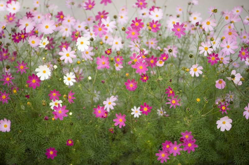 Papermoon Fototapete "Cosmos Flowers" glatt von Papermoon