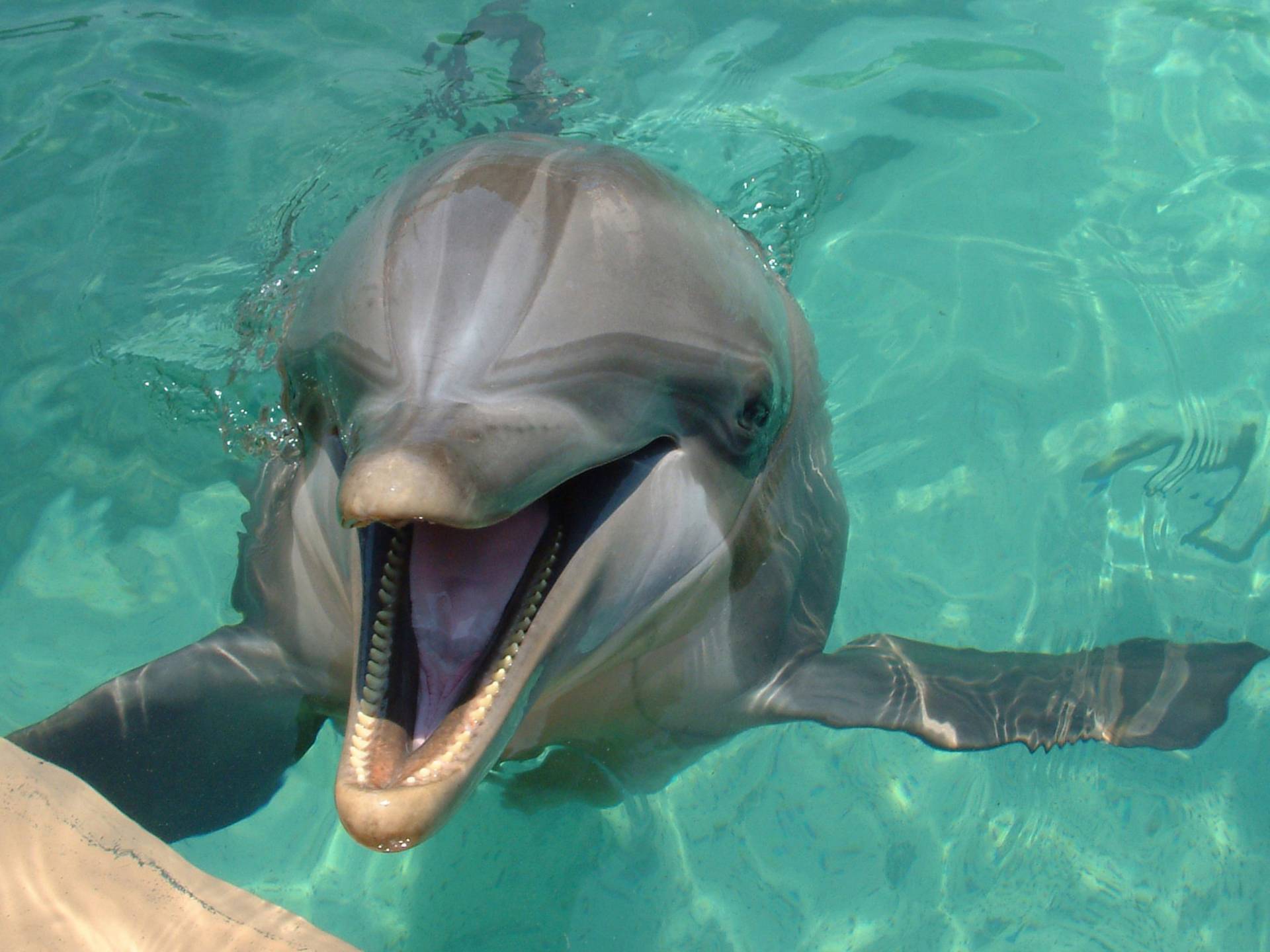 Papermoon Fototapete "DELFINE-ZAHNWAL TIER SEE OZEAN MEER WASSER WALE ORCA" von Papermoon