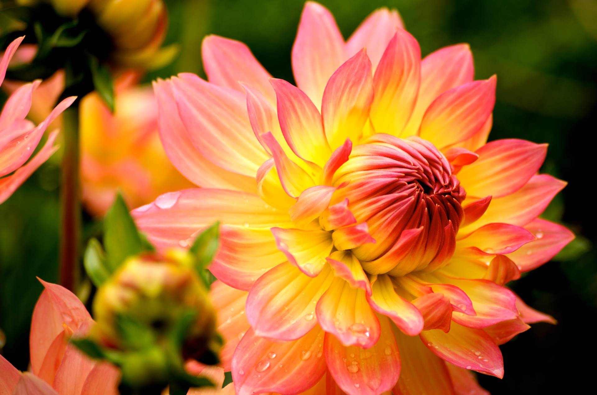 Papermoon Fototapete "Dahlia" glatt von Papermoon