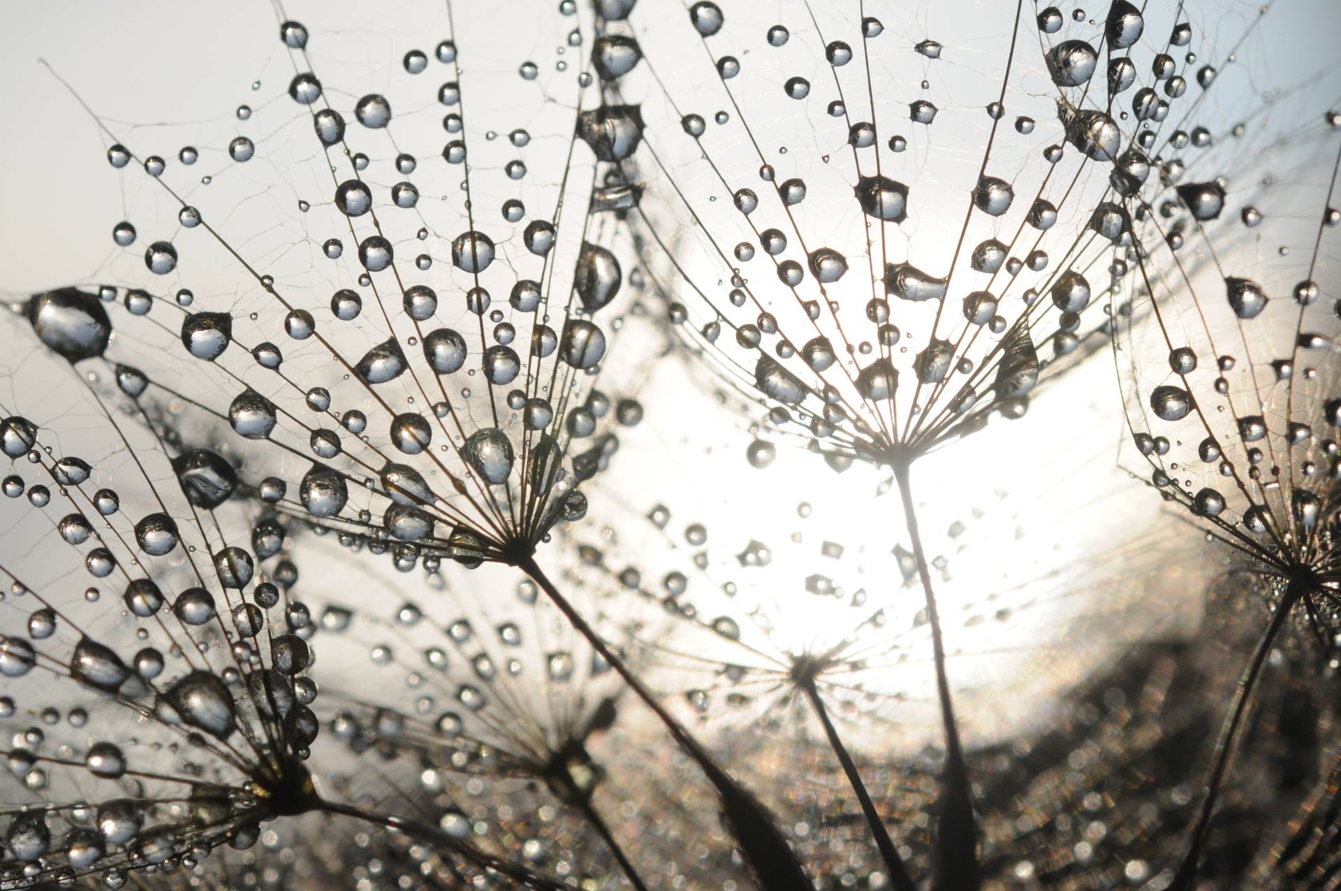 Papermoon Fototapete "Dandelion Seeds Drops" von Papermoon