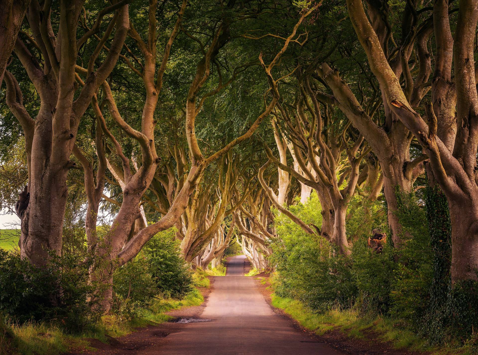 Papermoon Fototapete "Dark Hedges Tree Tunnel" glatt von Papermoon
