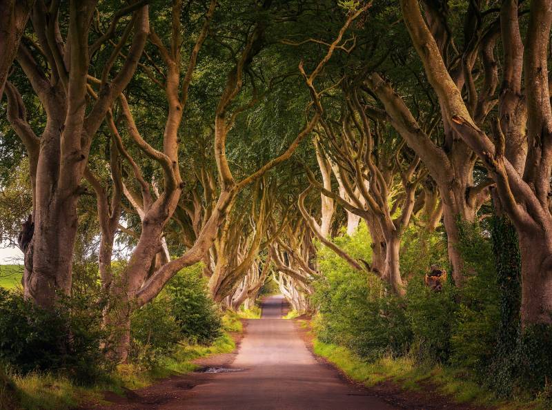 Papermoon Fototapete "Dark Hedges Tree Tunnel" glatt von Papermoon