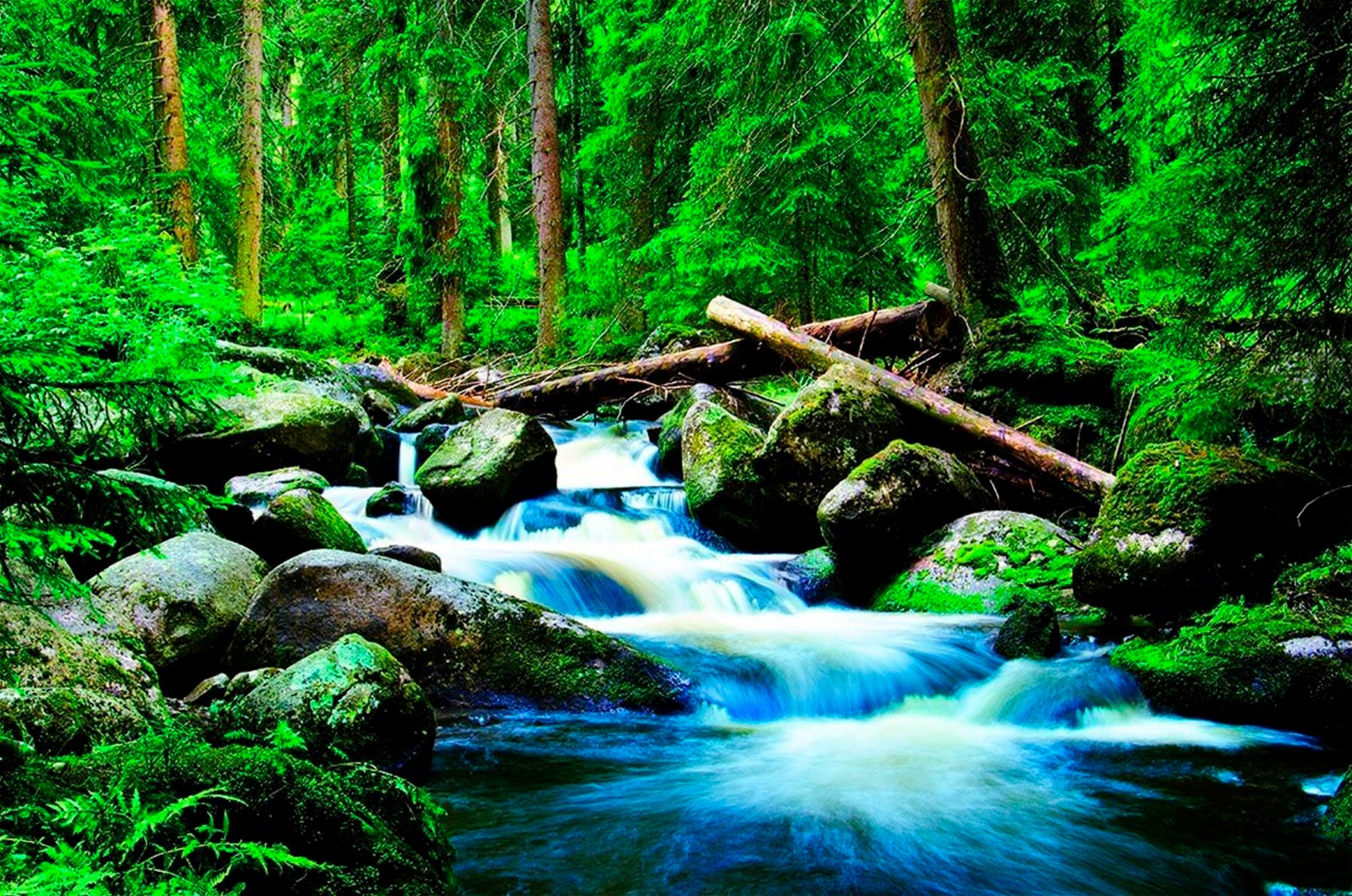 Papermoon Fototapete "Deep Forrest" glatt von Papermoon