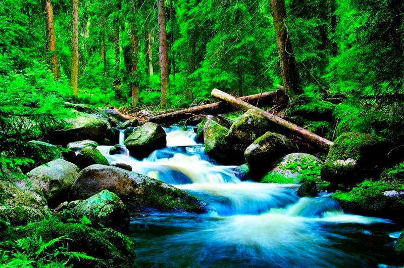 Papermoon Fototapete "Deep Forrest" glatt von Papermoon