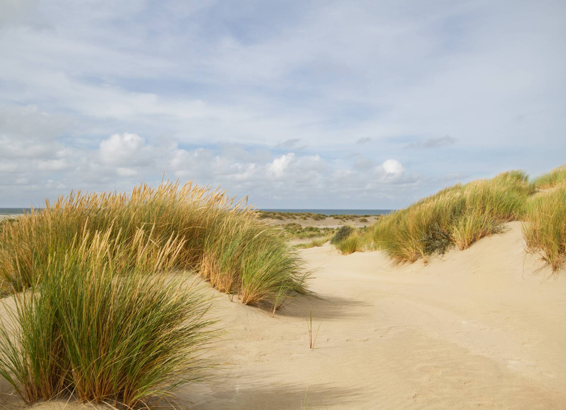 Papermoon Fototapete "Dunes Grass" von Papermoon