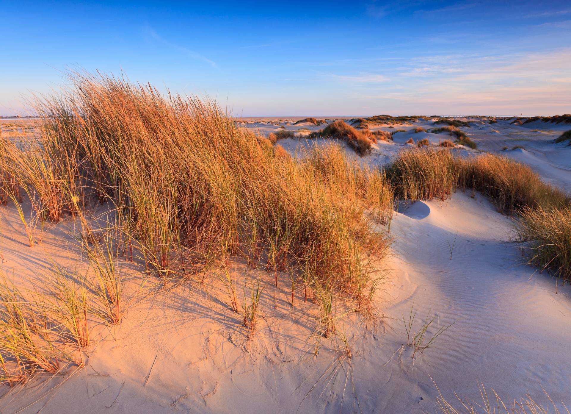 Papermoon Fototapete "Dunes Grass" von Papermoon