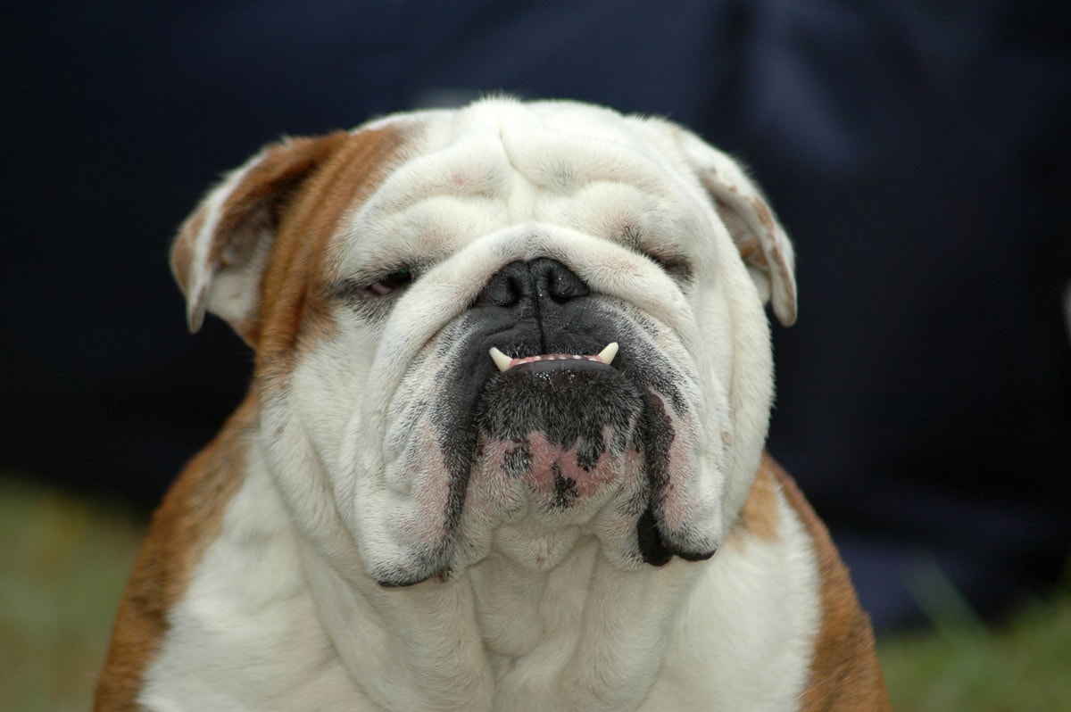 Papermoon Fototapete "Englisches Bulldoggenporträt" von Papermoon