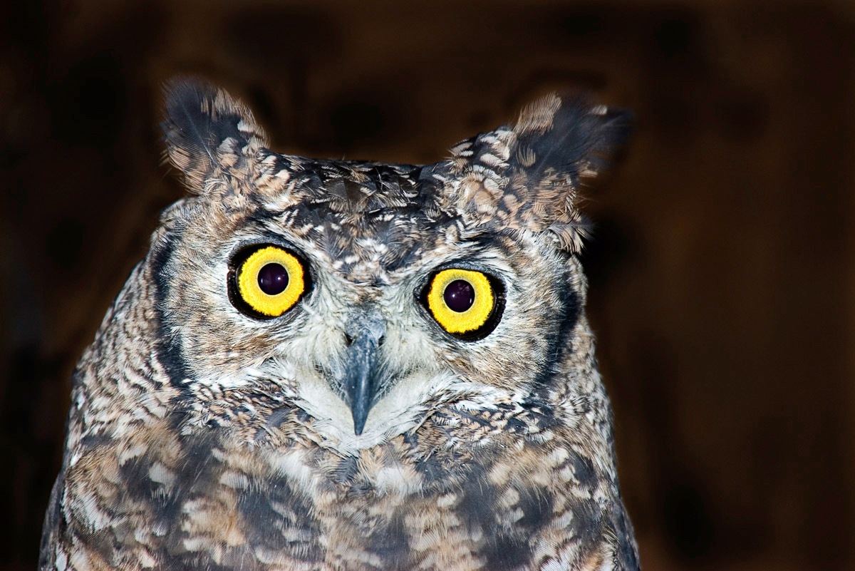 Papermoon Fototapete "Eule" von Papermoon