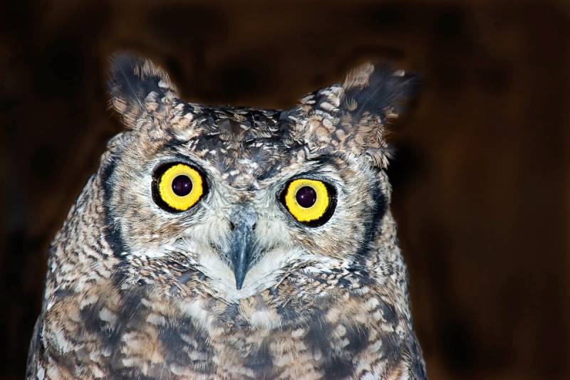 Papermoon Fototapete "Eule" von Papermoon