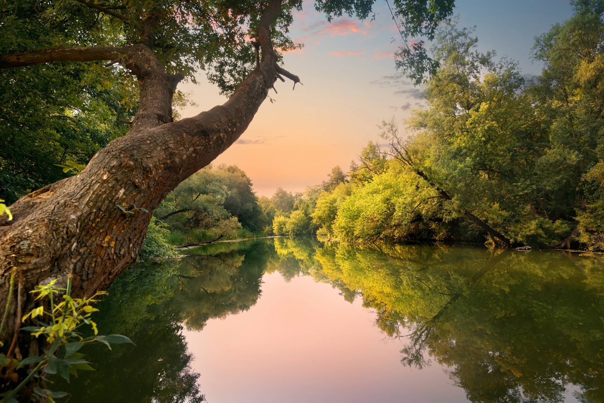 Papermoon Fototapete "FLUSS IM WALD-BAUM WIESE WALD SONNE WEG PFLANZE FARNE" von Papermoon