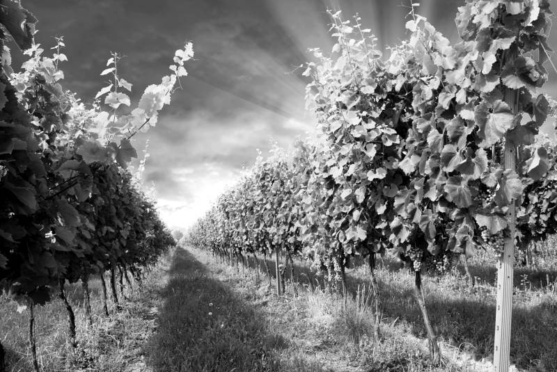 Papermoon Fototapete "Feld Schwarz & Weiß" von Papermoon