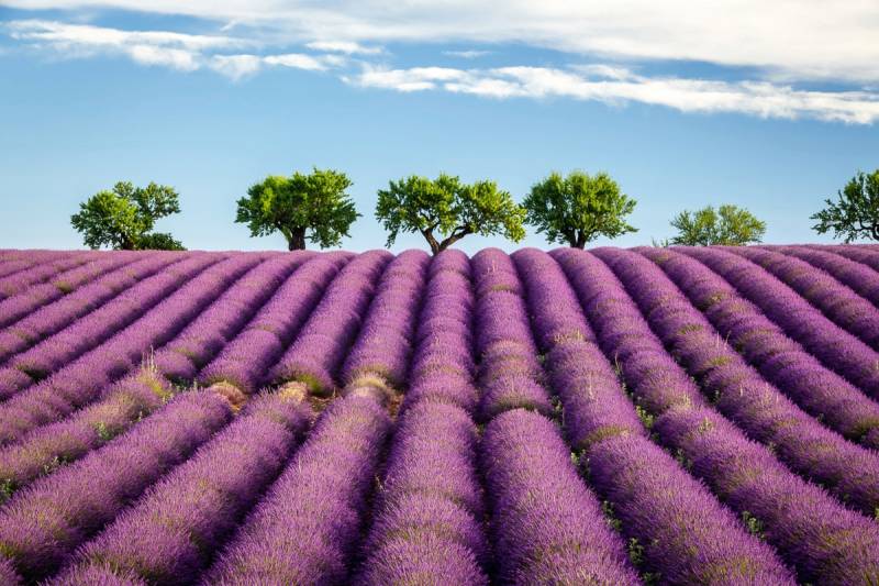 Papermoon Fototapete "Felder" von Papermoon