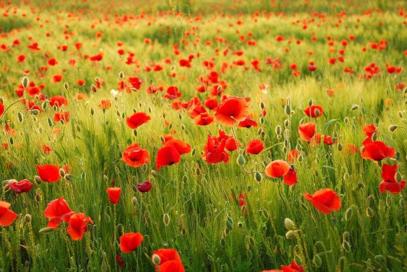 Papermoon Fototapete "Field of Poppies" glatt von Papermoon