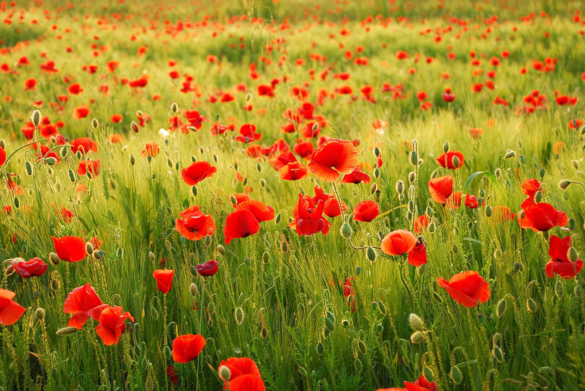 Papermoon Fototapete "Field of Poppies" glatt von Papermoon