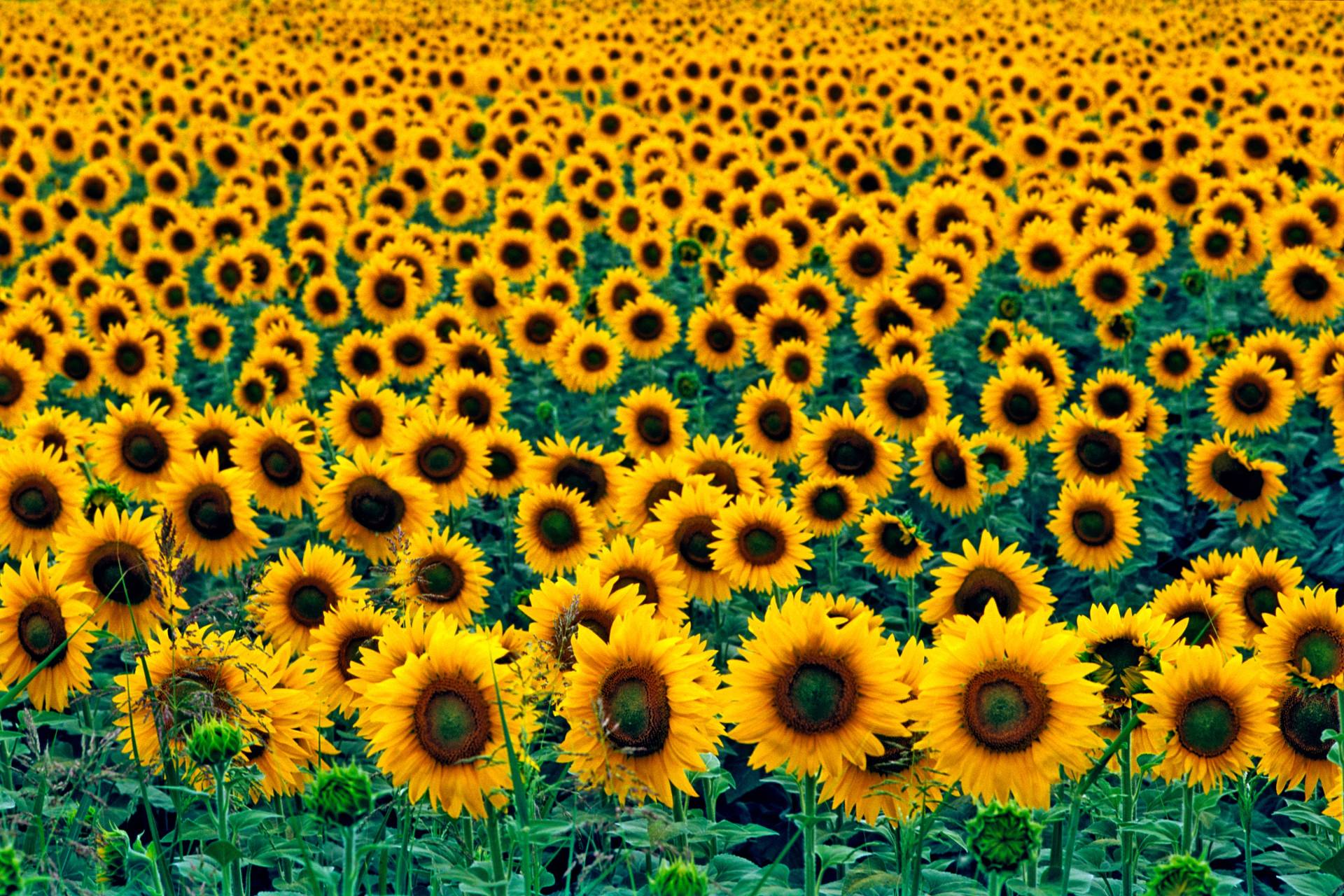 Papermoon Fototapete "Field of Sunflowers" glatt von Papermoon
