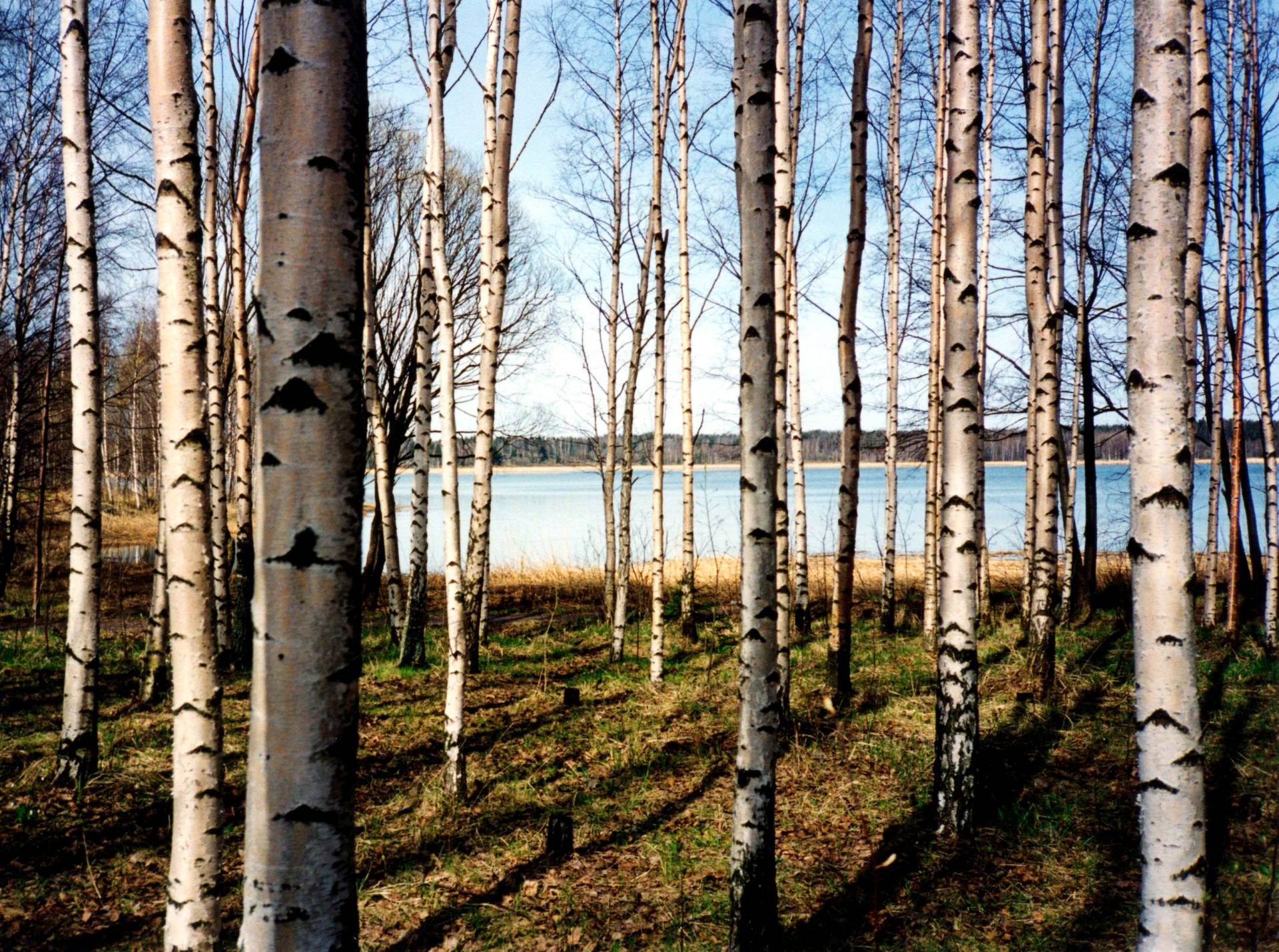 Papermoon Fototapete "Finnish Forest of Birch Trees" glatt von Papermoon