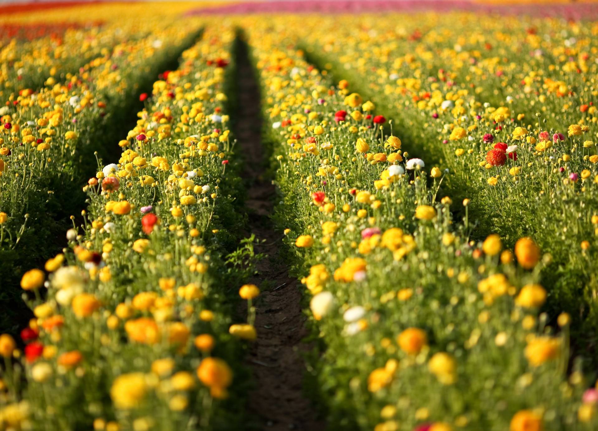 Papermoon Fototapete "Flower Field in San Diego" glatt von Papermoon