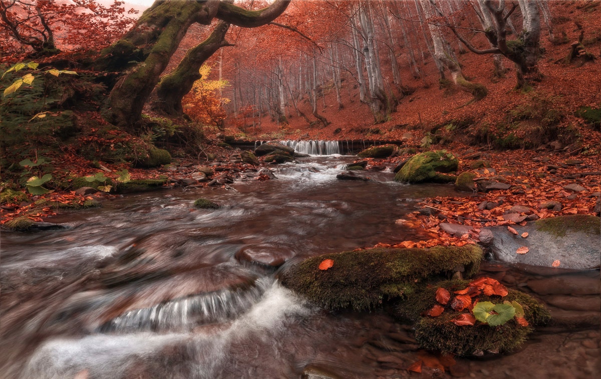 Papermoon Fototapete "Fluss im Wald" von Papermoon