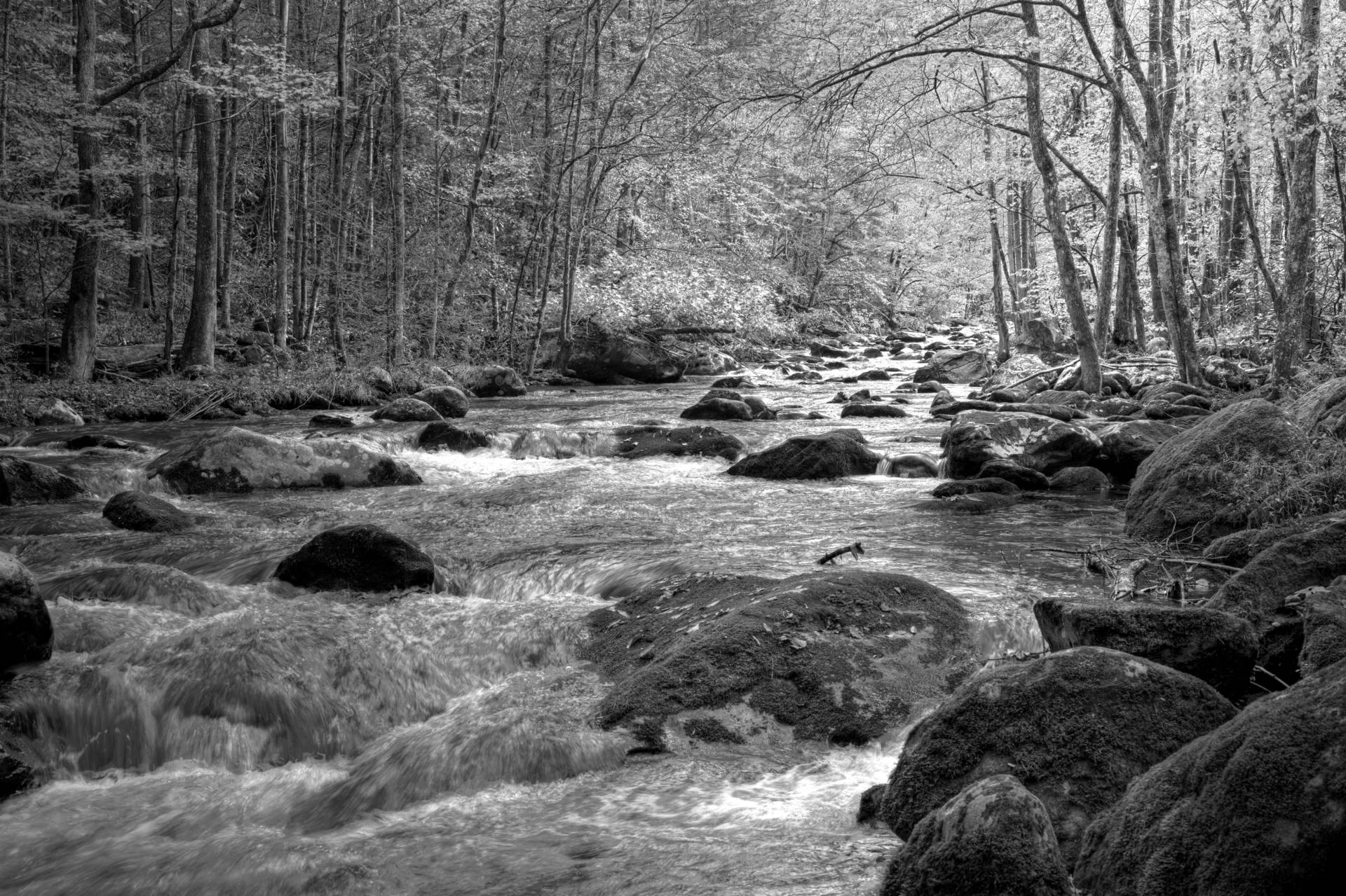 Papermoon Fototapete "Fluss im Wald Schwarz & Weiß" von Papermoon