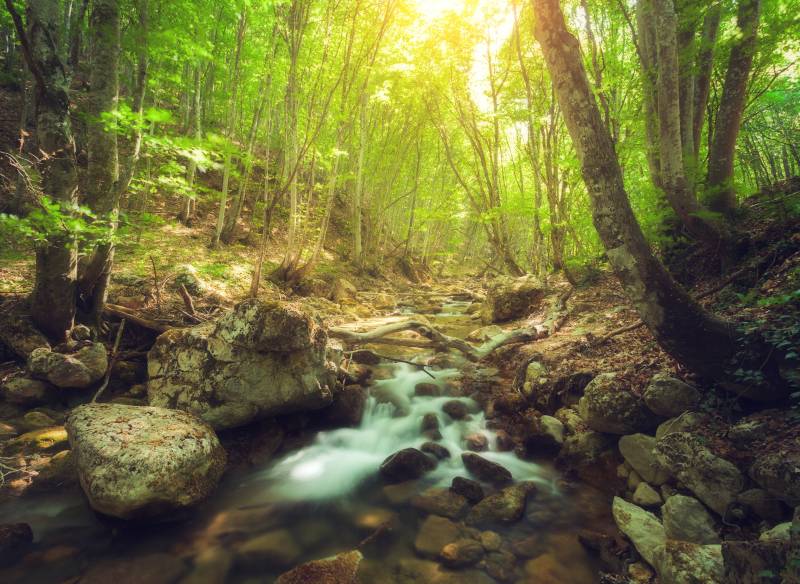 Papermoon Fototapete "Forest Creek" glatt von Papermoon