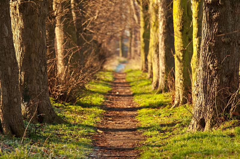 Papermoon Fototapete "Forest Walk Tunnel" glatt von Papermoon